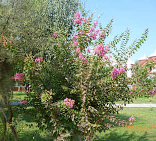 Schöne Blumen und Sträucher am Strand