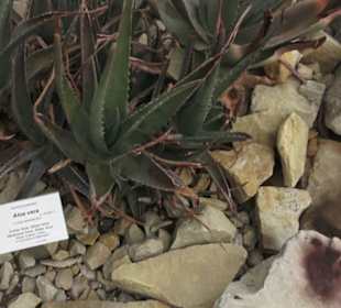 Wüstenpflanzen -  Alter Botanischer Garten