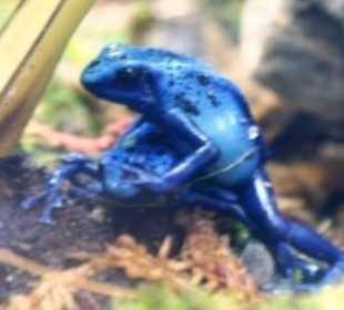 Shedd Aquarium Chicago 