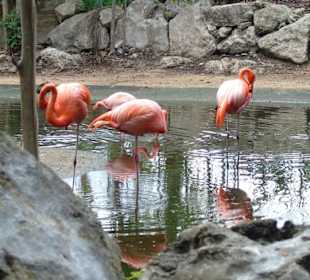 Xaman Ha Bird Park
