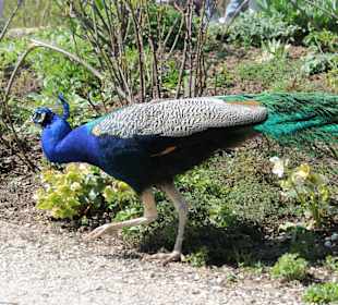 Pfau