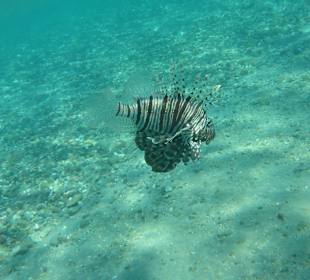 In der Bucht Feuerfisch