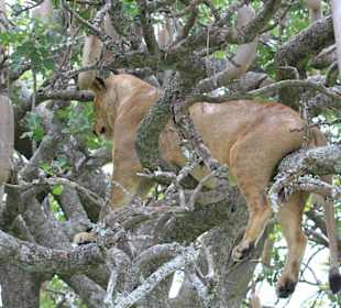 Lions on a tree
