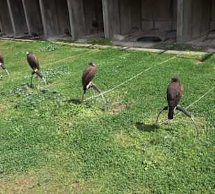Malta Falconry Centre