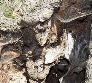 Naturpark Sparbach Hinterbrühl
