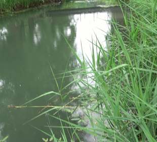 Forellenbächle Glacis Park