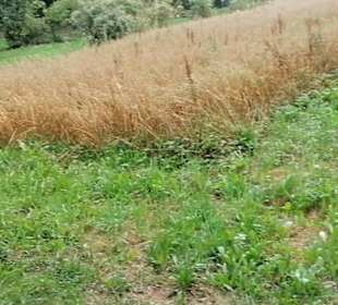 Schaugarten Eninger Weide