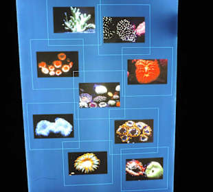 Im Aquarium unterwegs