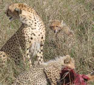 Alibaba Tours and Safaris pictures in Masai Mara