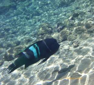 Hausriff am Strand vom Ghazala Gardens