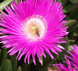 Mittagsblume am Strand