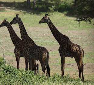 Giraffenbullen in Tsavo West