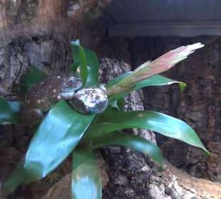 Südamerika Bereich - Löwenhaus