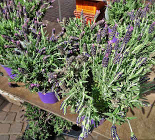 Rundgang über den Bremer Blumenmarkt im Frühling