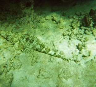 Herrliche Unterwasserwelt