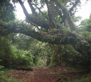 Kilimandżaro