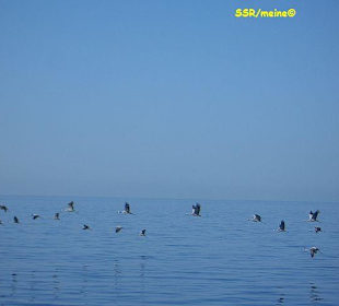 Schnorchelausflug mit SimSim-Reisen