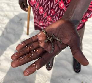 Seespinne