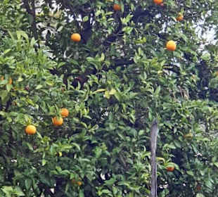 Zitronenbäume