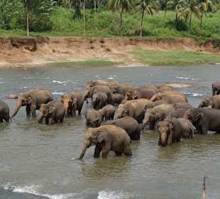 Elefantenherde beim täglichen Bad