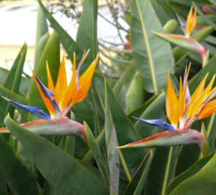 Strelitzia - allgegenwärtig