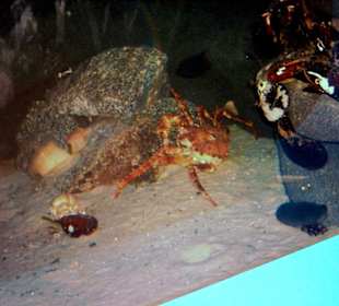 Im Aquarium