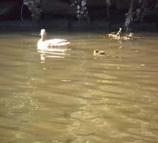 "Betrieb" am Wasser