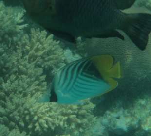 Fähnchen-Falterfisch