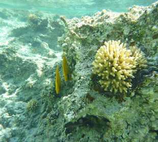 Korallen am Carnelia Beach Resort