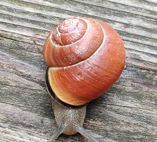 Tiergarten Nürnberg