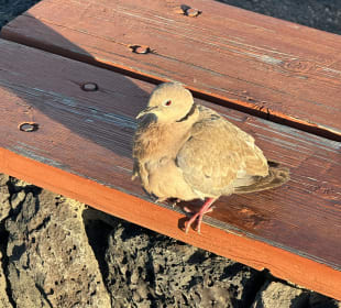 Ausflug nach Lanzarote