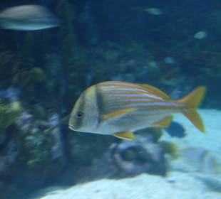 Aquarium L’Oceanogràfic