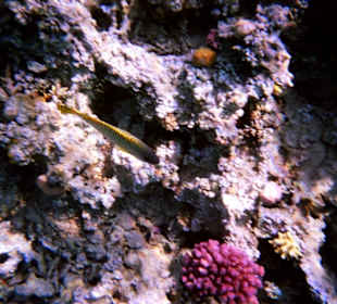 Einmalige Korallenwelt am Strand