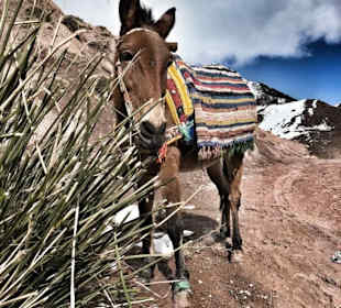 Maultierreiten im marokanischen Atlas