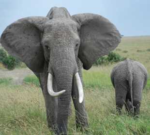 Elefant mit Baby