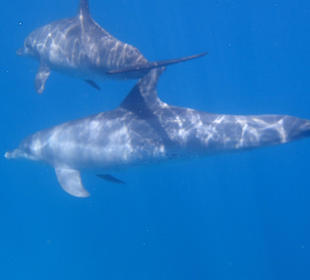 Der schöne Tag mit den Delfinen 