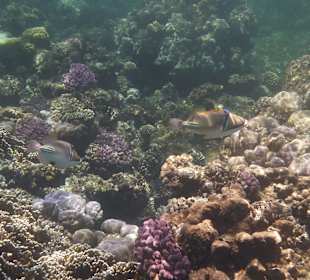 Picasso-Drückerfisch