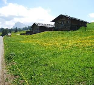 Blütenwanderung auf der Seiser Alm