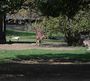 Zoo