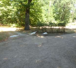 Voliére auf der Pfaueninsel