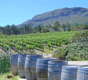 Cape Point Vineyards in Noordhoek