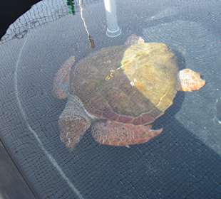 Unechte Karettschildkröte