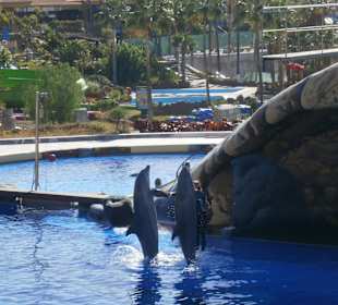 Pokaz delfinów w aquaparku