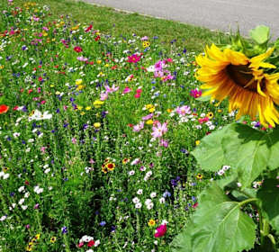 Blumenwiesen am Echternacher See