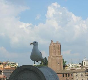 Panorama con gabbiano