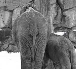 Bei den Elefanten