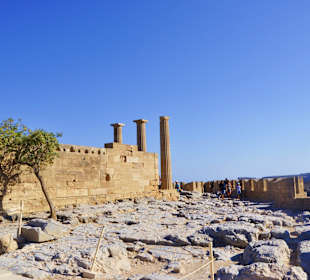 Bei Akropolis, einsame Olivenbaum