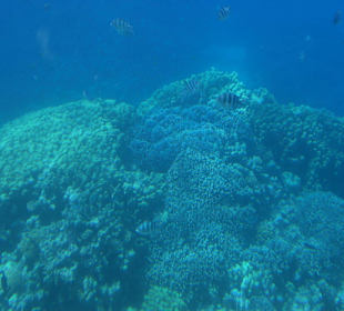 Red Sea Dolphin Tour