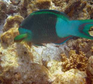 Wunderbare Unterwasserwelt