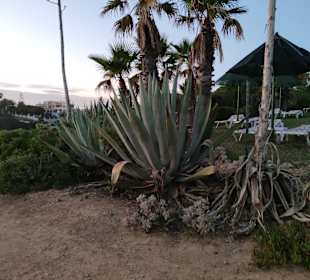Praia de Nossa Senhora da Rocha